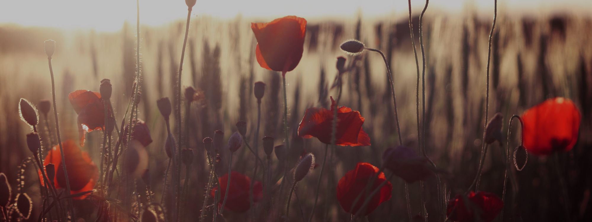 Remembrance Sunday*
Sunday 10th November - 10:50am joint service