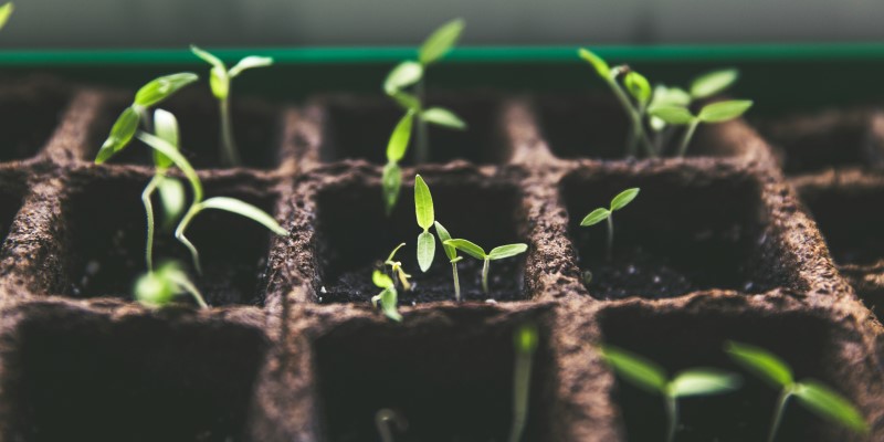 seeds sprouting